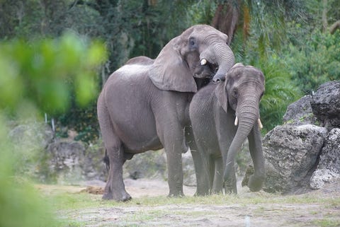 世界最大のディズニー テーマパークの裏側に密着したドキュメンタリー ディズニー アニマルキングダムの魔法 解禁