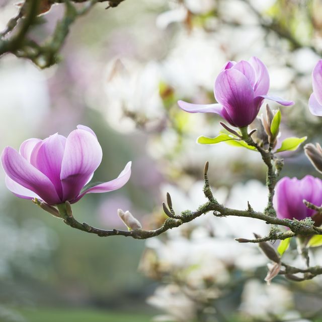 spinners garden and nursery, hampshire pink flowers of magnolia serene