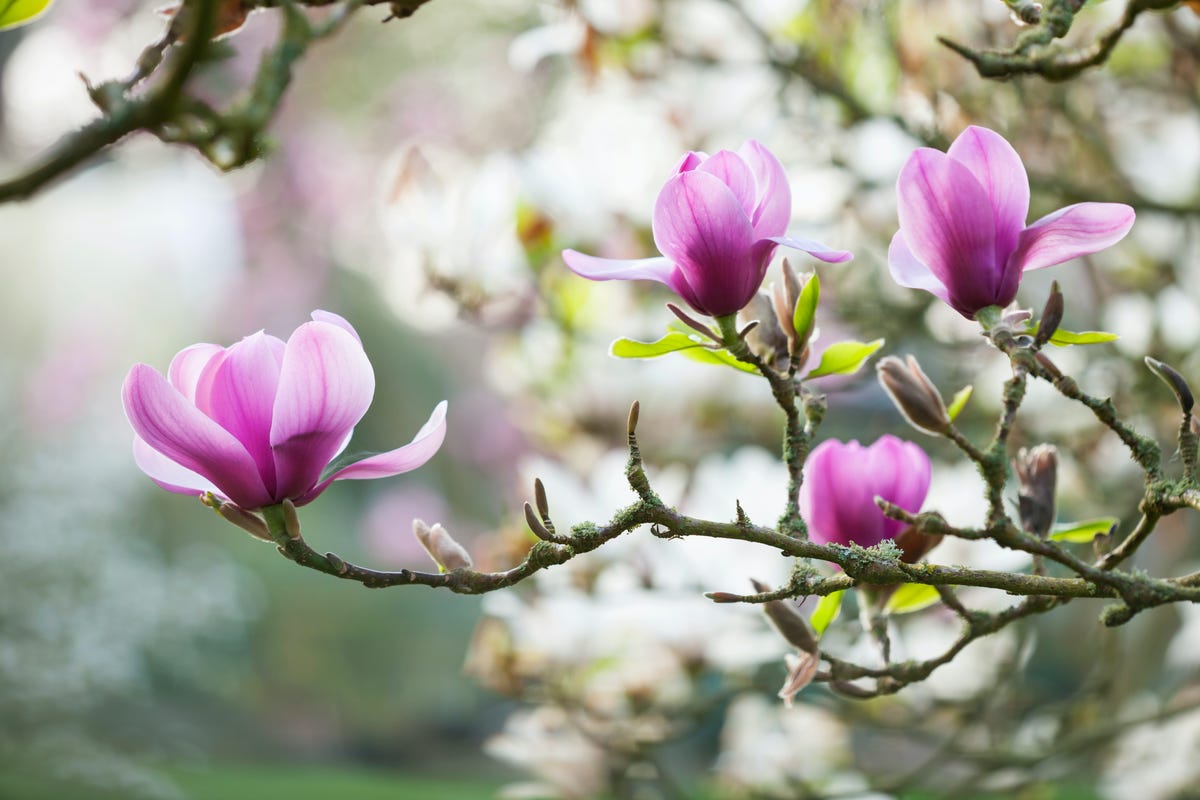 Spring Flowers Blooming Early Around UK Due to Warm Weather