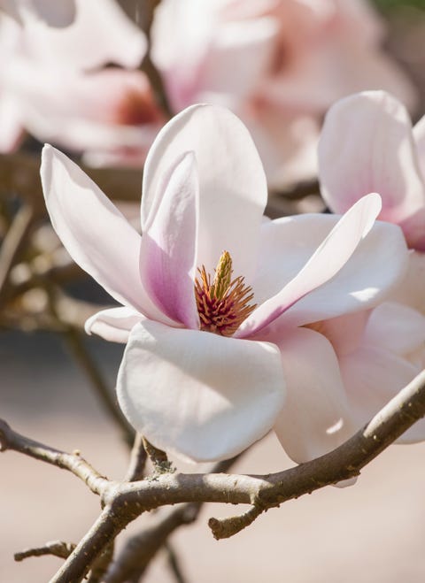 rhs garden, wisley, surrey magnolia milky way   spring, flower