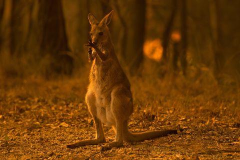 オーストラリア森林火災により 約4億8000万匹の動物が亡くなっていた
