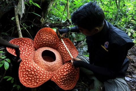 強烈な臭いを放つ世界最大の花 ラフレシア トゥアンムデ について
