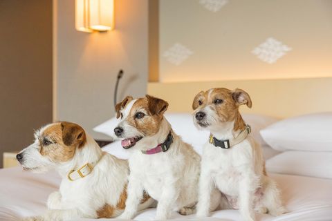 犬と泊まれる、高級ラグジュアリーホテル15選【東京・関東】