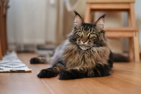 maine coon cat mco