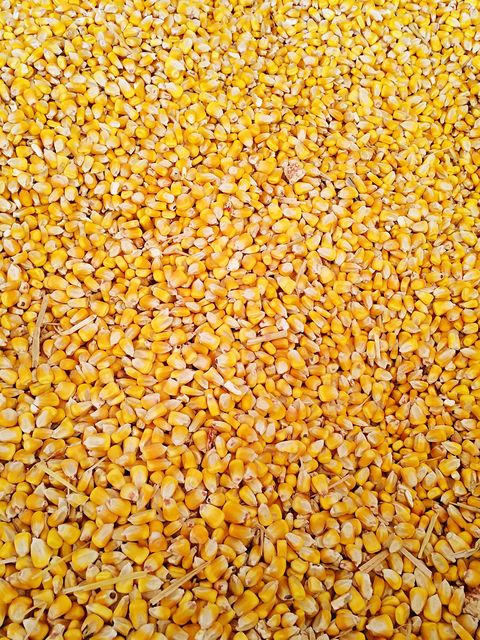 Corn kernels, Food, Yellow, Grain, Plant, Cuisine, Whole grain, Dal, Ingredient, Lentil, 