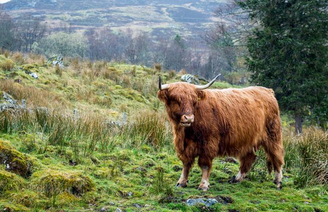 majestic highland cows of scotland