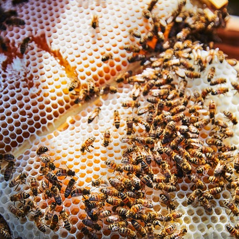 beeswax wraps beeswax wraps