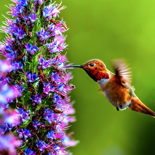 Image result for hummingbird