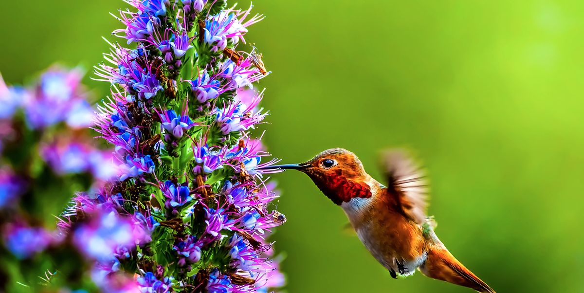 Stunning Photos Of Hummingbirds National Hummingbird Day