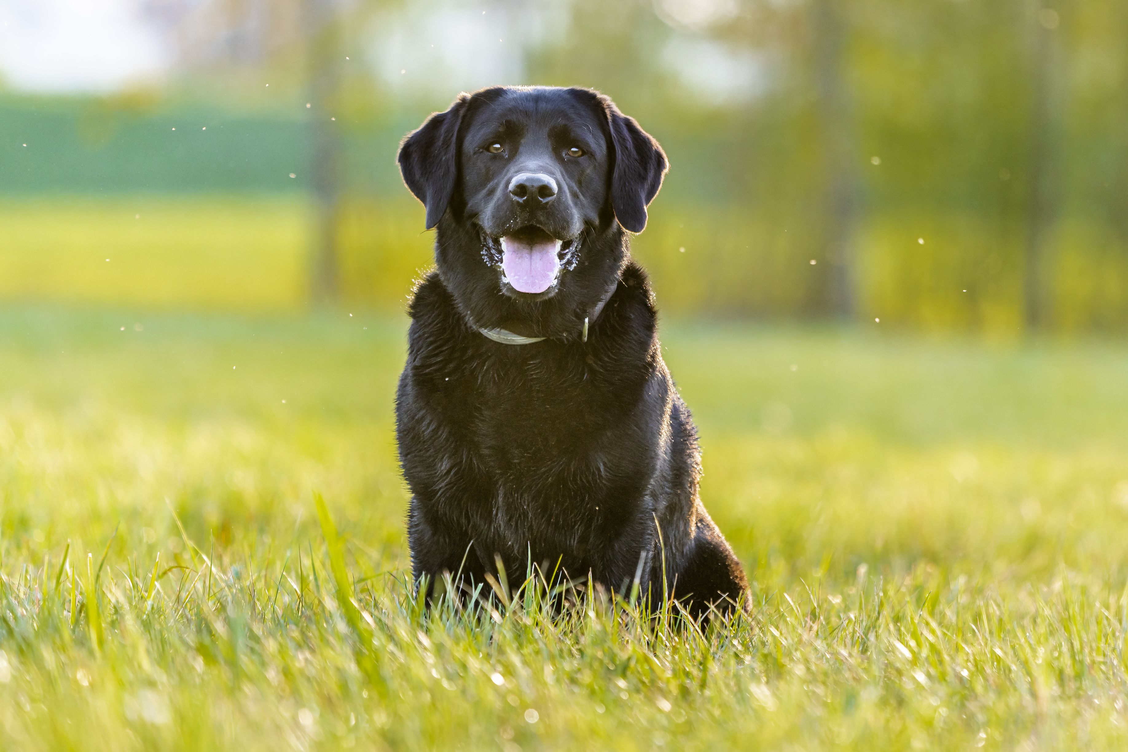 is cancer contagious in dogs