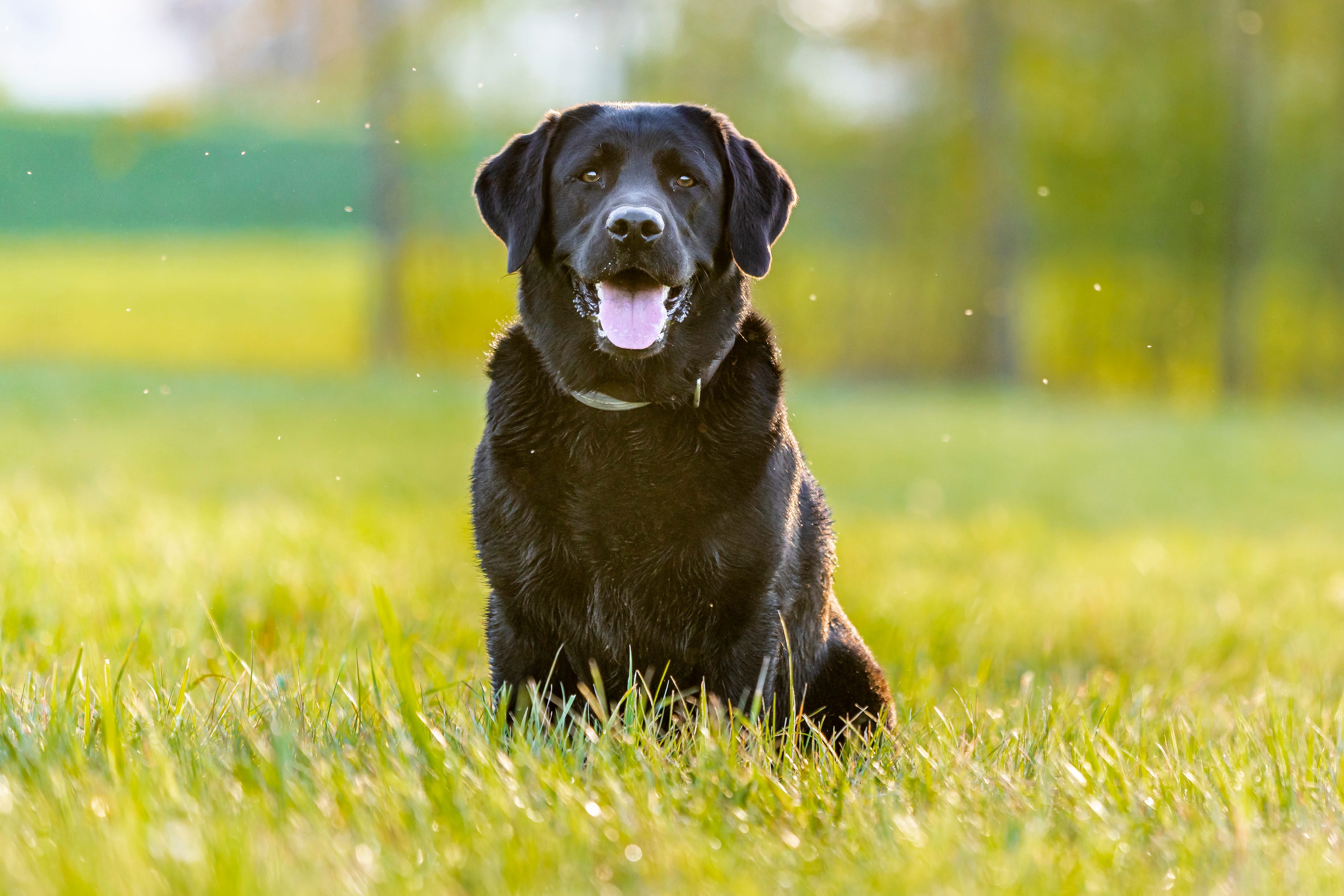 are male dogs or female dogs better