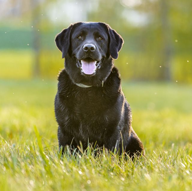 male dogs﻿ are five times more likely to develop a transmissible type of cancer compared with female dogs
