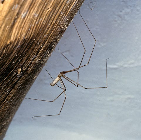 pic Six Legged Insect Looks Like Spider 15 common house bugs to know what