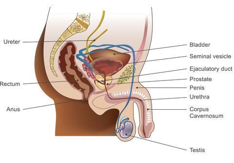 Penisul la erecție, Organele genitale externe ale bărbatului | Zanzu
