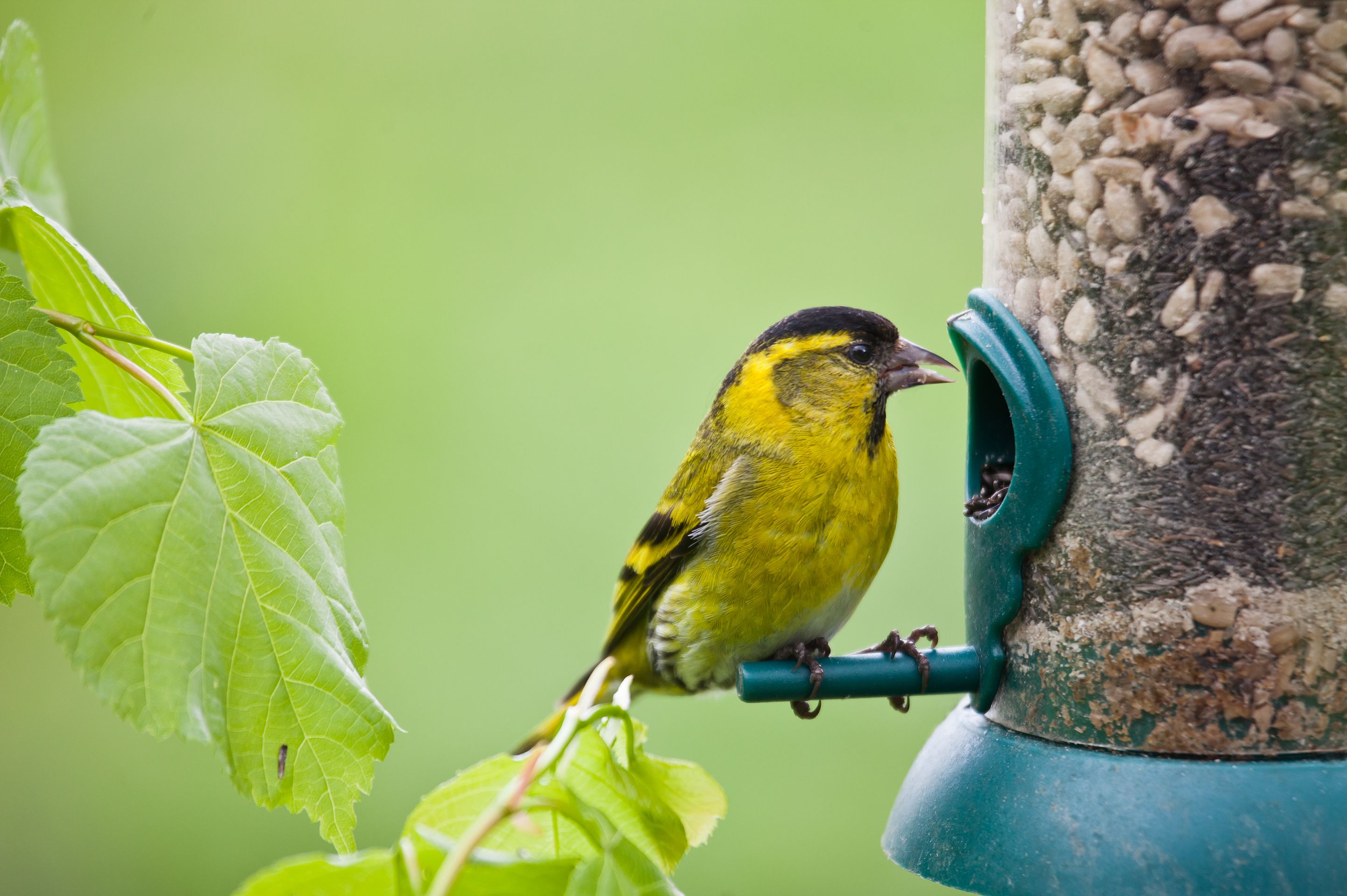 kuruvi bird food