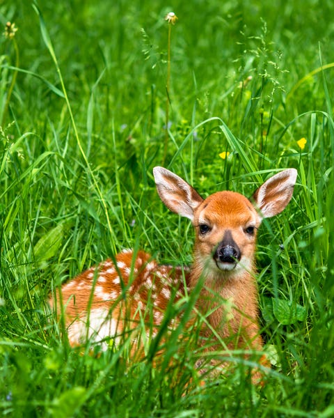 The 50 Cutest Native Animals in Every State