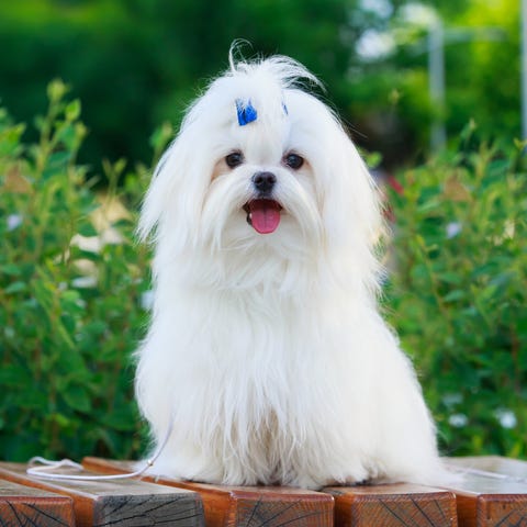 9 White Dog Breeds & How To Care For Them 9 White Dog Breeds & How To Care For Them