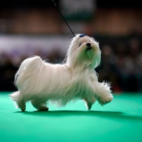 The National Dog Show On Thanksgiving 2019 Date How To