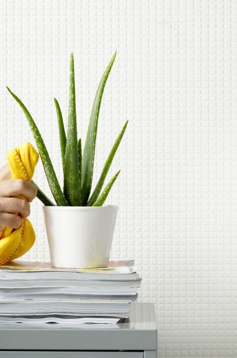 休眠状態に陥った植物を世話する方法 Elle Decor エル デコ 休眠状態に陥った植物を世話する方法 Elle Decor エル デコ