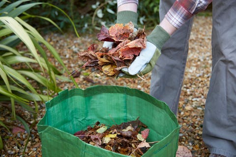 Man putting Fall leaves in garden waste bag