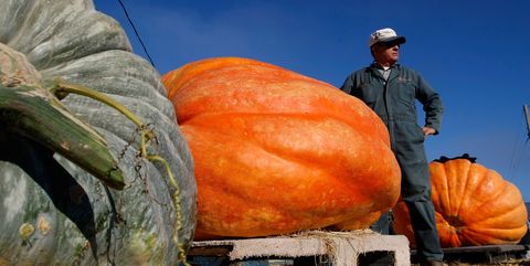 California Growers Compete For Largest Pumpkin Honors