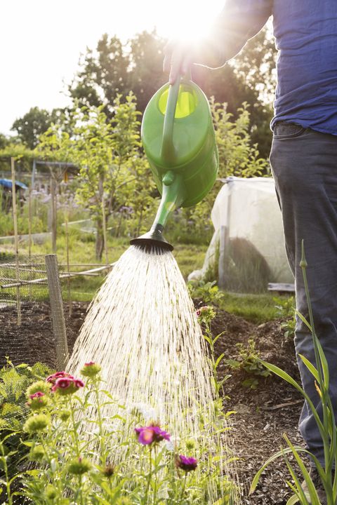 Man using watering can to water garden