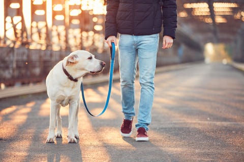 man walking dog