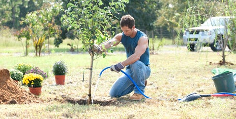 Image result for plant a tree for dead baby