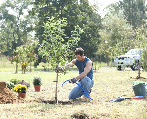 man watering a newly planted tree