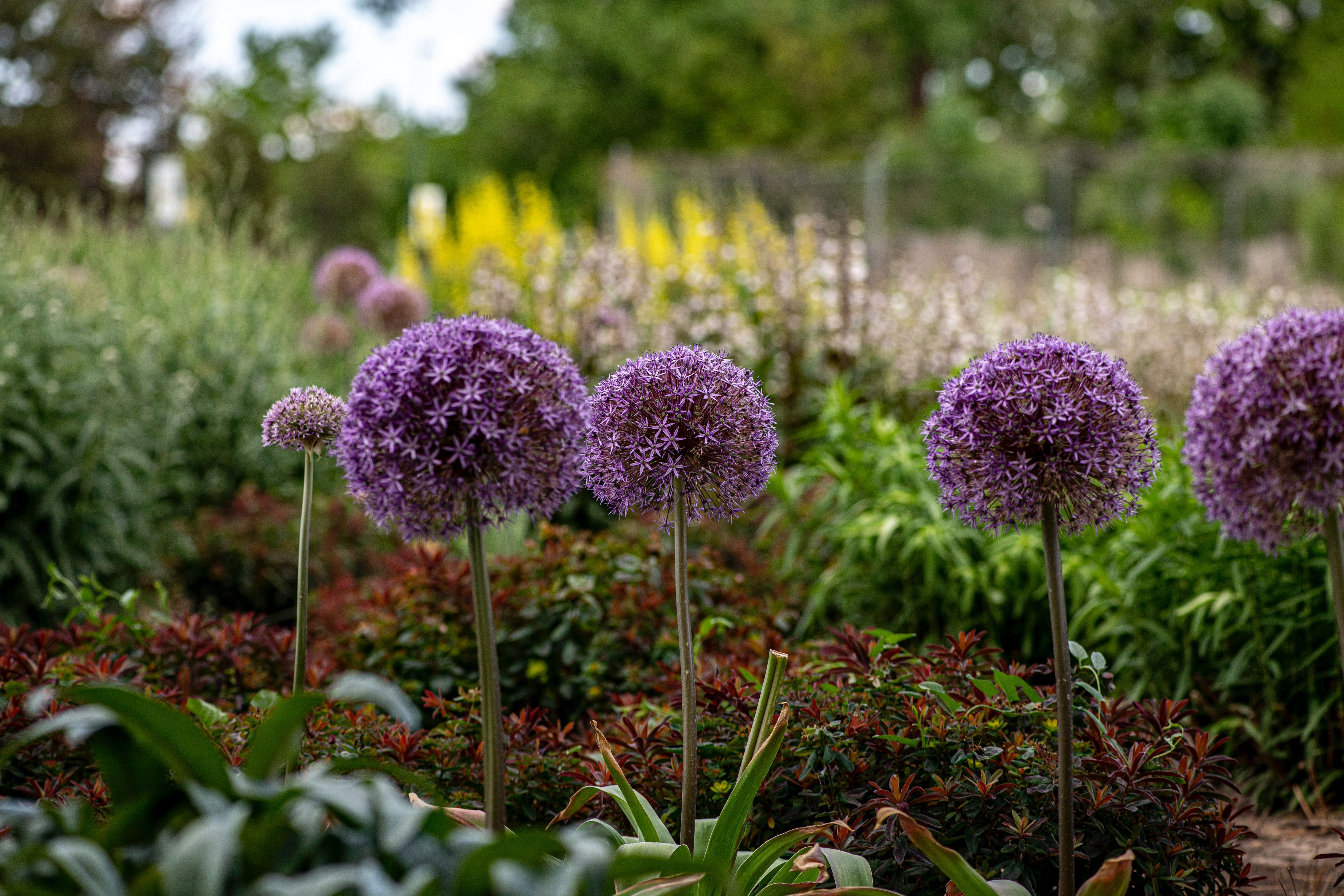 Eik Toerist Onderhoudbaar Waarom je juist nú bloembollen wil planten in je tuin