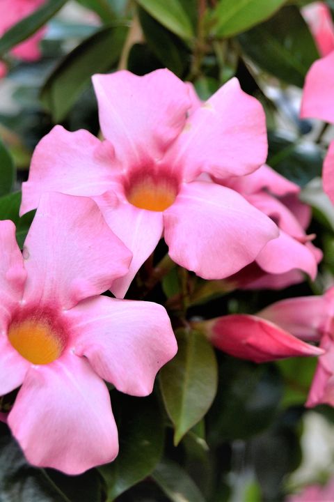 summer flowers pink mandevilla