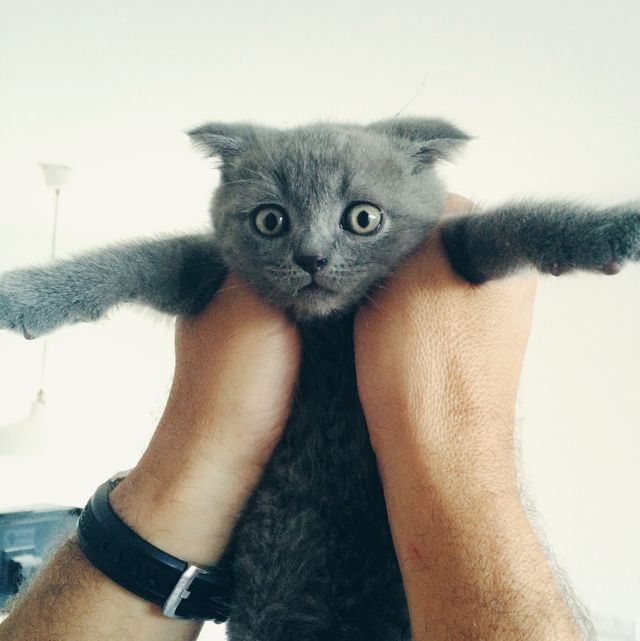 man's hands holding a kitten
