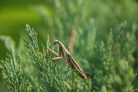 Christmas Tree Bugs - Praying Mantis