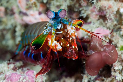 mantis shrimp, odontodactylus scyllarus, raja ampat, west papua, indonesia