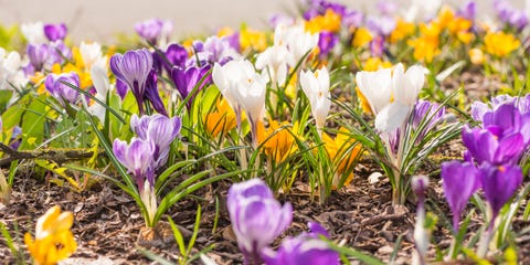 many crocuses in spring - flowering flowerbed