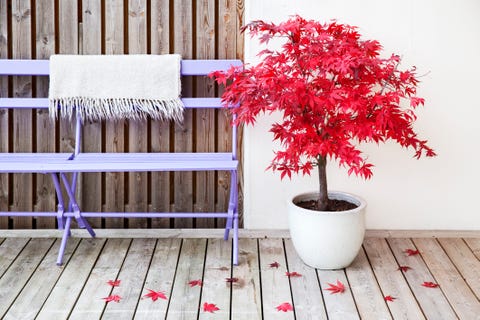 maple tree in pot