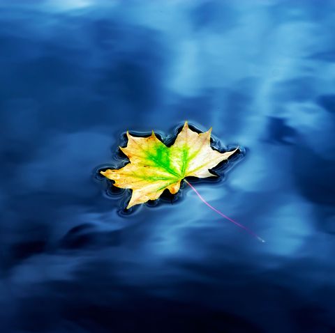 Maple Leaf On Water