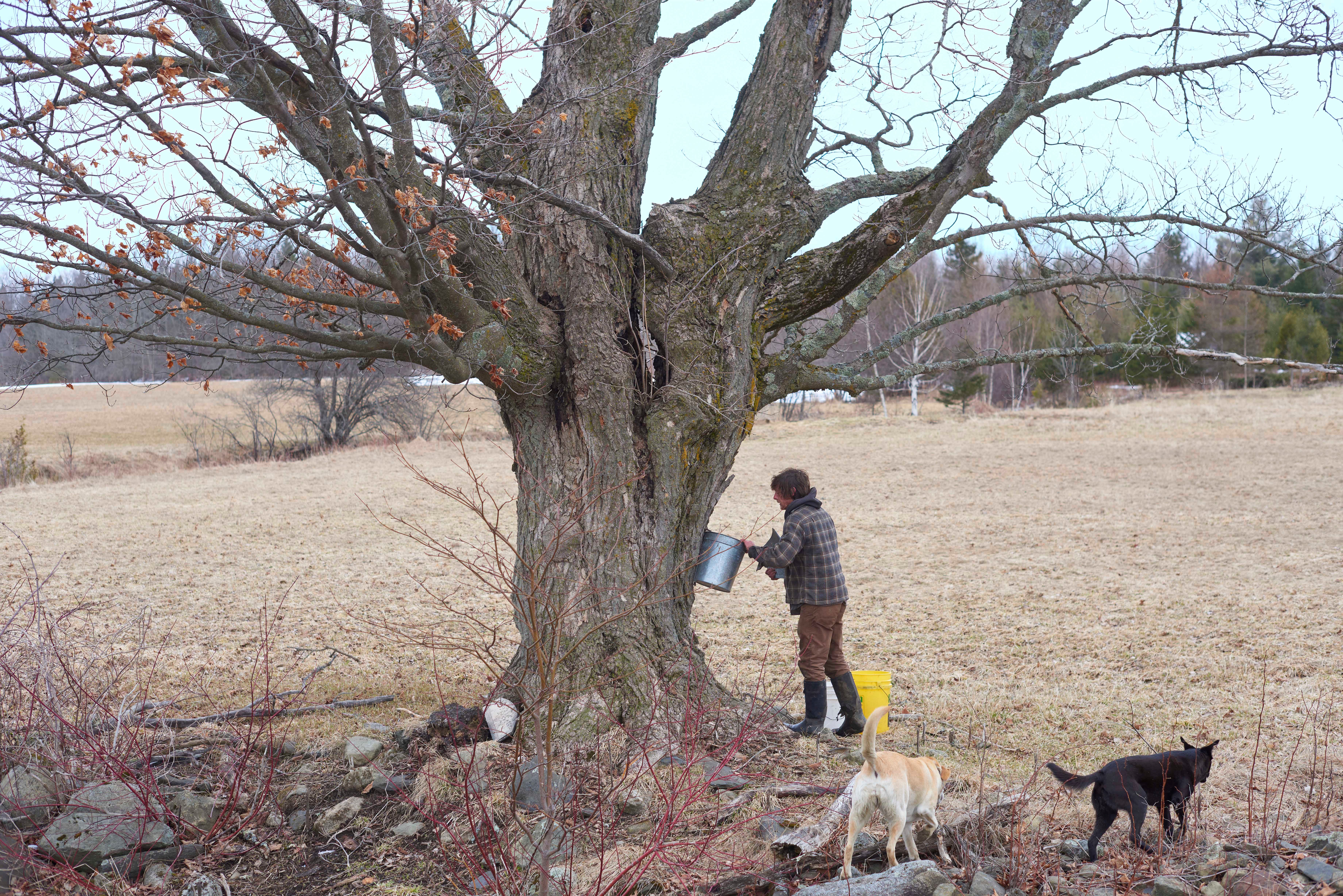 How To Get Started in Making Maple Syrup