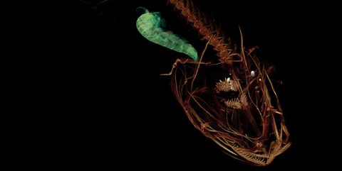 Organism, Macro photography, Insect, Parasite, Zooplankton, 
