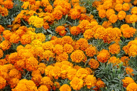 a field of bright orange cempasuchil flower or marigold flowers