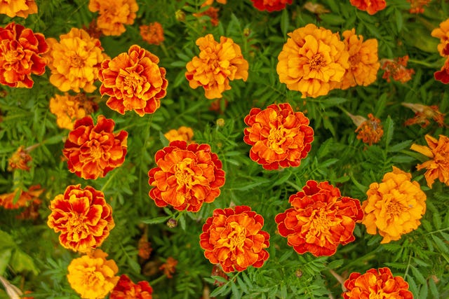 chelsea flower show how to keep your garden growing with you