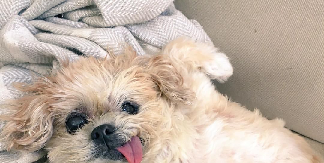 Muere Marnie The Dog, la perra más adorable de Instagram