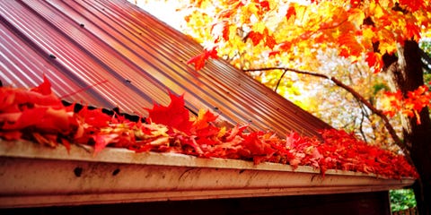 Marple leaves in gutter, fall time