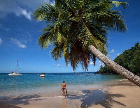 Tree, Tropics, Sky, Palm tree, Nature, Caribbean, Beach, Arecales, Vacation, Sea, 