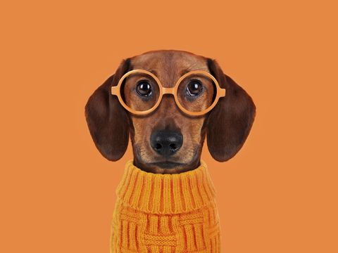 dachshund with eyes glasses and sweater on orange background