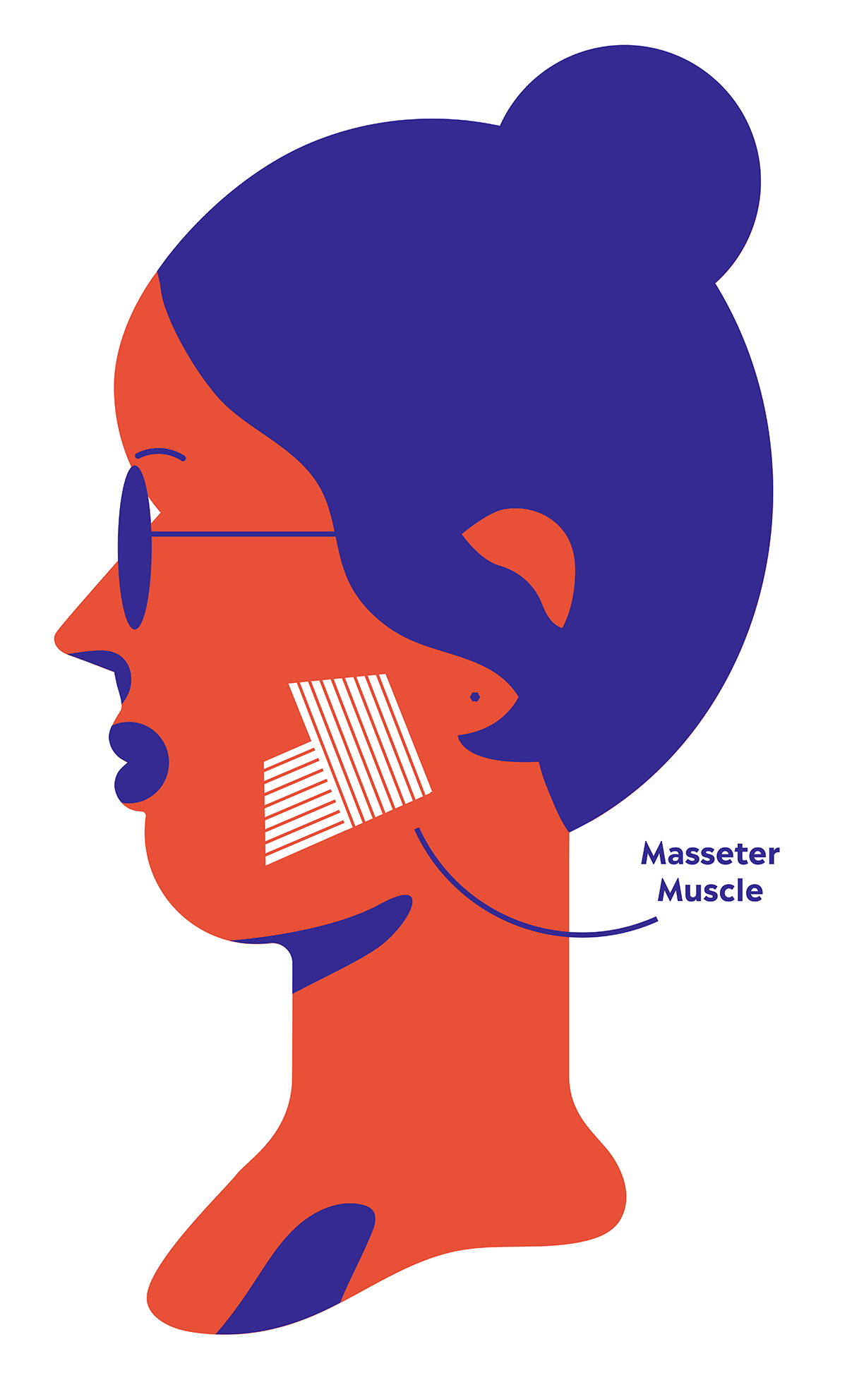 Diagram mięśnia żwacza