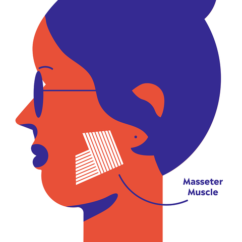 [Image: masseter-diagram-1541533899.png?crop=1.0...size=480:*]