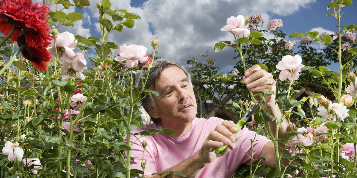 How To Grow Roses Rose Garden Tips