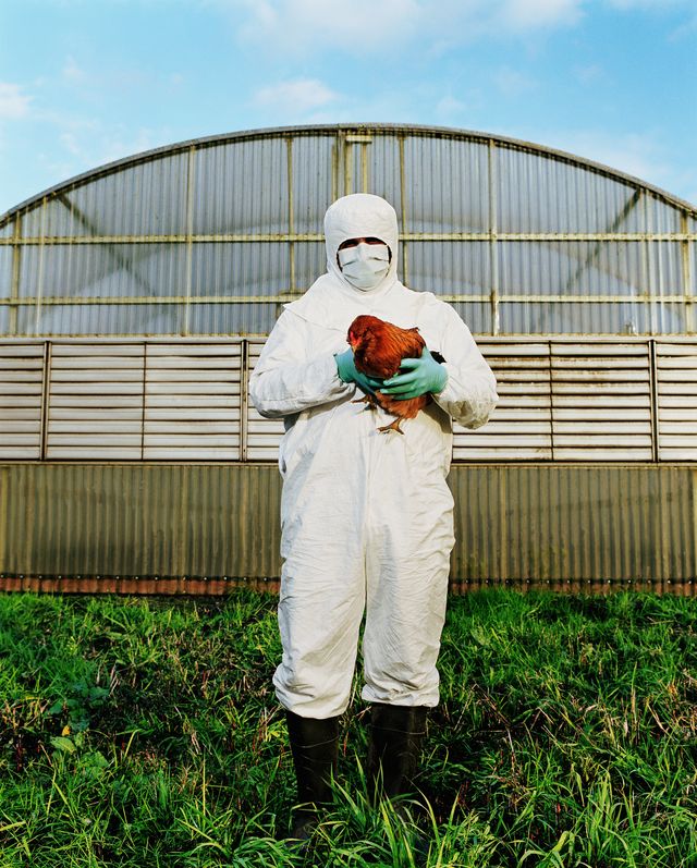 bird flu, mature man in clean suit holding chicken on farm, portrait