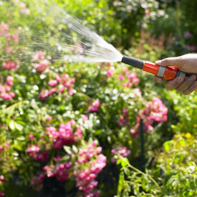 mature man watering garden with hose